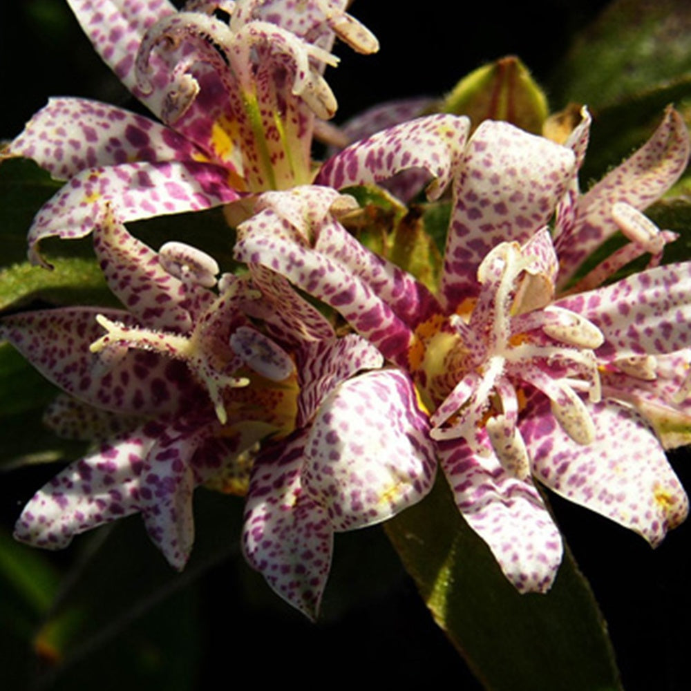 Tricyrtis hirta - Lis des crapauds hirta - Un jardin en sous-bois old