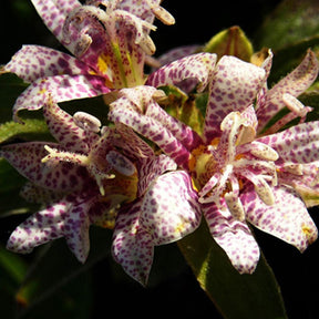 Tricyrtis hirta - Lis des crapauds hirta - Un jardin en sous-bois old