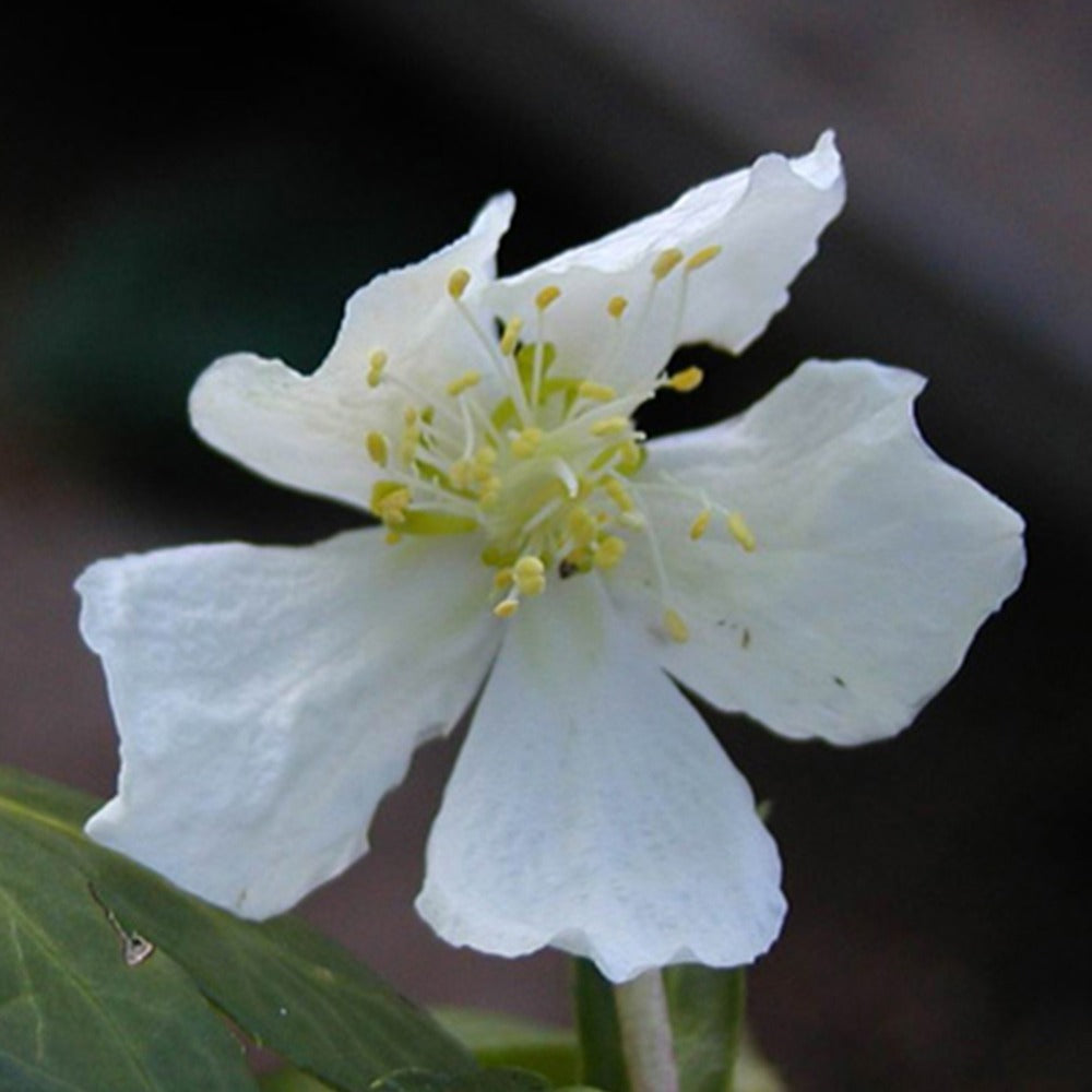 Hellébore Rose de Noël - Helleborus niger - Plantes vivaces