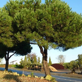 Pin parasol - Pinus pinea - Plantes