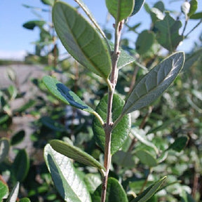 Vente Goyavier - Goyavier du Bresil