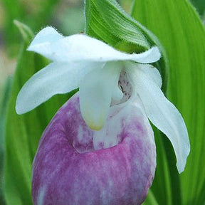 Orchidée : Cypripedium Ulla silkens - Willemse