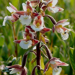 Orchidée : Epipactis palustris - Willemse