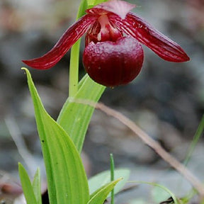 Orchidée : Cypripedium smithii - Willemse