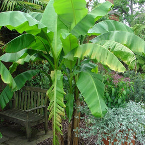 Bananier rustique - Willemse