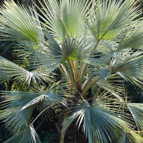 palmiste plante Palmier bleu du Mexique