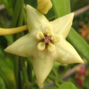 Collection de 3 Hoyas - Collection de 3 hoyas - Willemse