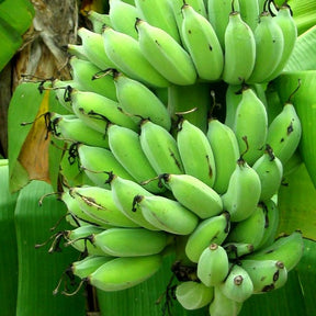 Bananier rustique vivrier dhusray - Willemse