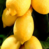Citronnier - Citrus limon - Citrus limon - Plantes