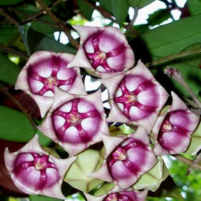 Hoya archboldiana cv. Pink - Willemse