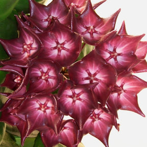 Hoya macgillivrayi - Willemse