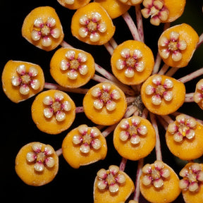 Fleur de porcelaine : Hoya waymaniae - Willemse