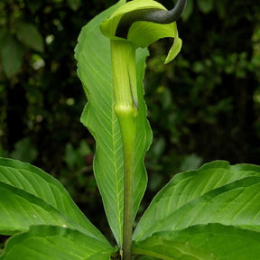 Plante cobra : Arisaema tortuosum - Willemse