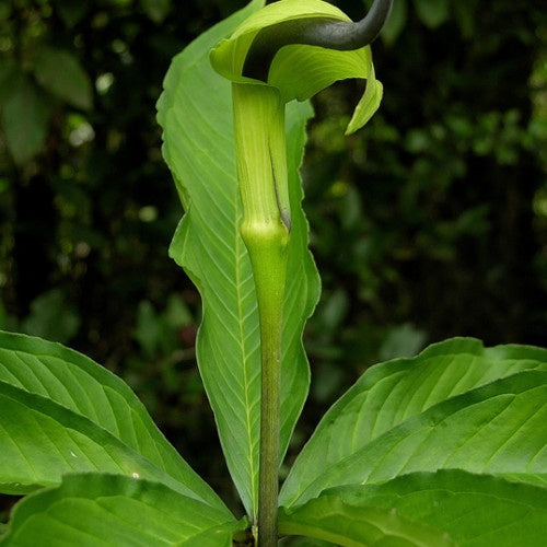 Plante cobra : Arisaema tortuosum - Willemse
