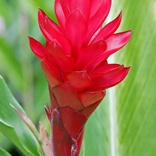 Véritable gingembre des indes - Willemse