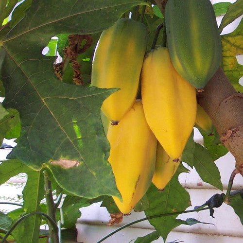 Carica pentagona - Willemse