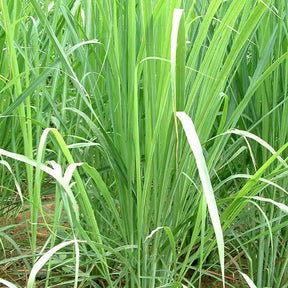 Cymbopogon citratus - Willemse