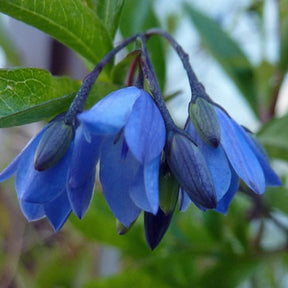 Sollya heterophylla - Willemse