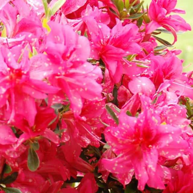 Azalée du Japon Rosa King - Azalea japonica rosa king