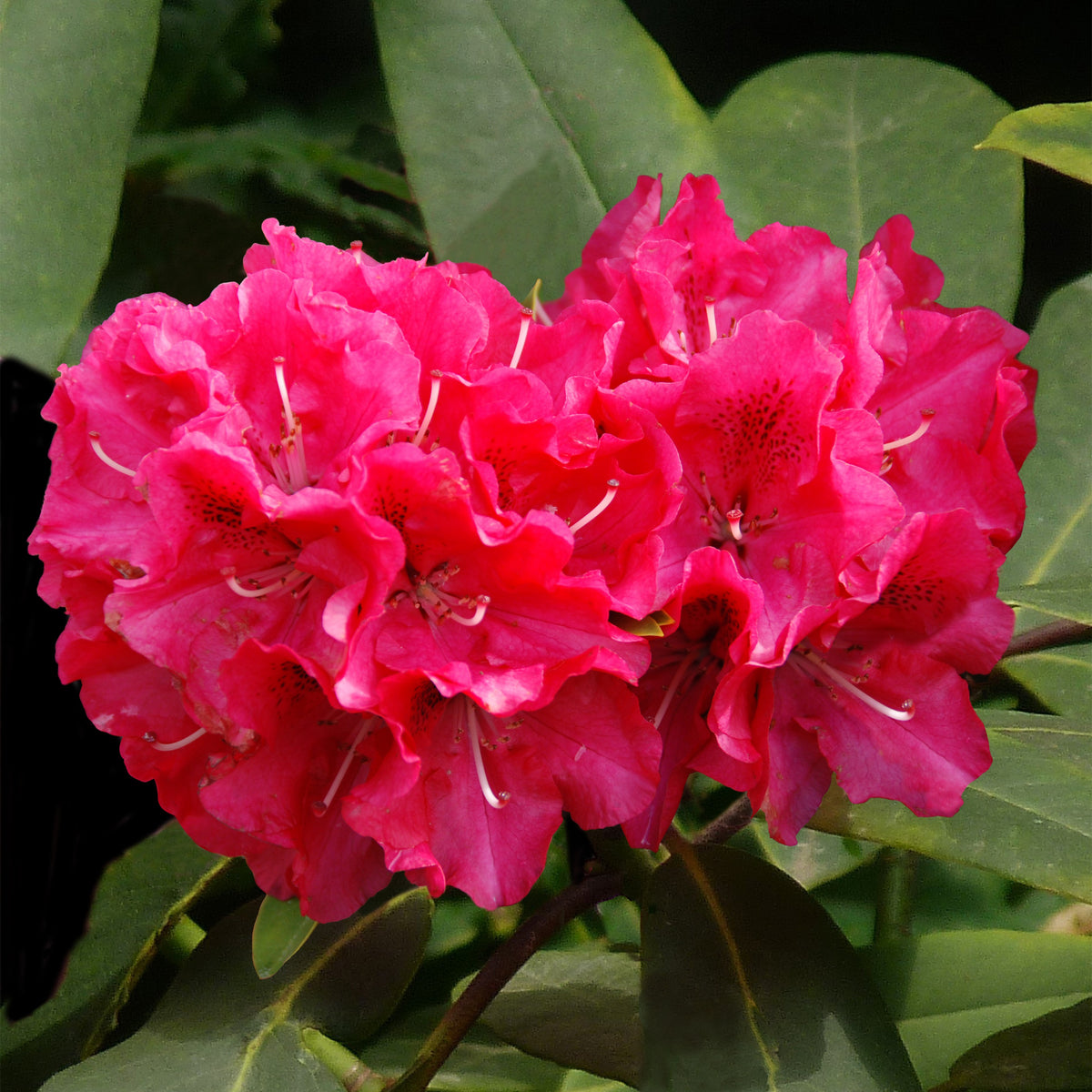 Rhododendron hybride Wilgens Ruby - Willemse