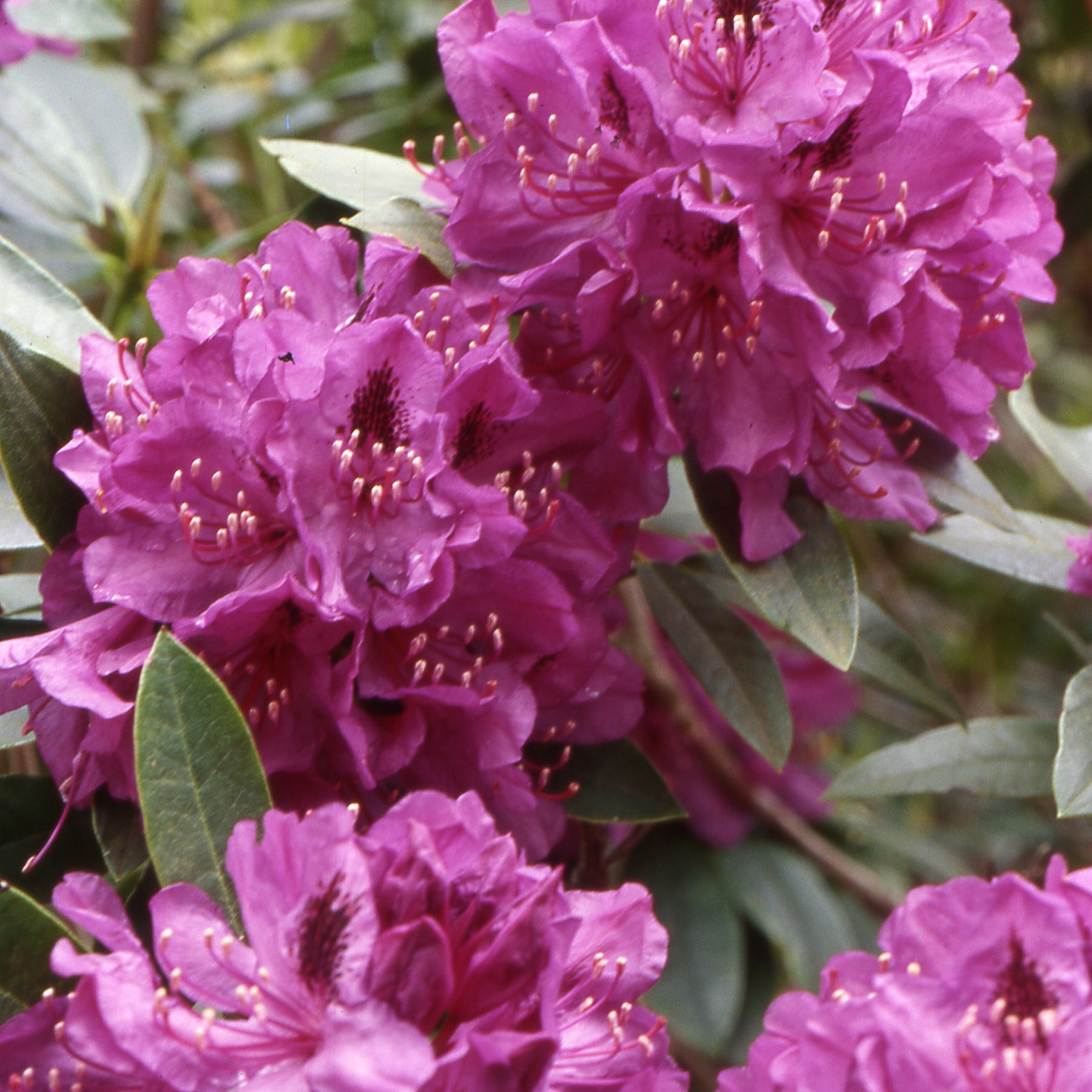 Rhododendron ponticum - Willemse
