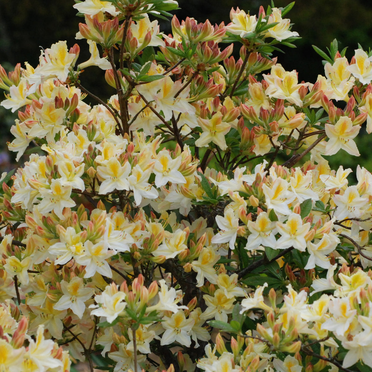 Azalée de Chine Daviesii - Willemse