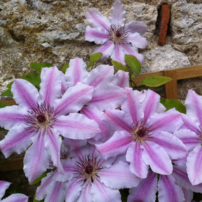 Vente Clématite Nelly Moser - Clematis 'nelly moser'
