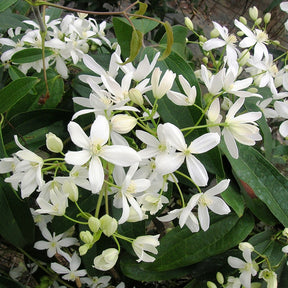 Clématite armandii - Willemse