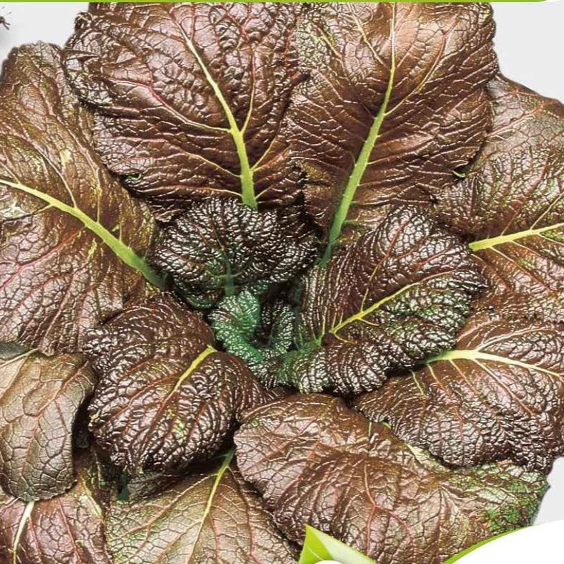 Moutarde rouge de Chine Red Giant Bio - Brassica juncea integrifolia red giant - Potager