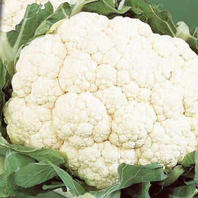 Chou-fleur Alpha 6 Fortados - Willemse