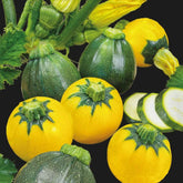 Courgette Eight & One Ball F1 - Cucurbita pepo eight & one ball f1 - Potager
