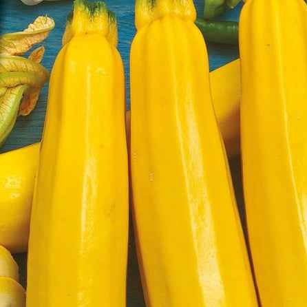 Courgettes - Courgette Soleil F1 - Cucurbita pepo soleil f1