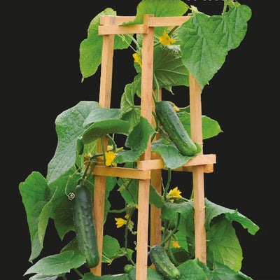 Graines Concombre rond Lemon - Cucumis sativus lemon