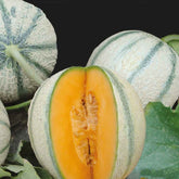 Melon charentais Artemi's F1 - Cucumis melo artemi's f1 - Potager