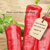 Poivron Medrano F1 - Willemse