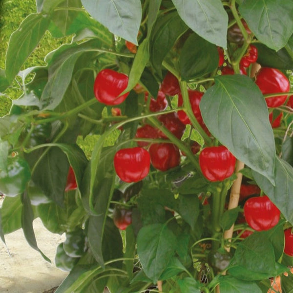Melanzana SOLANUM Melongena | Riconoscere le Piante
