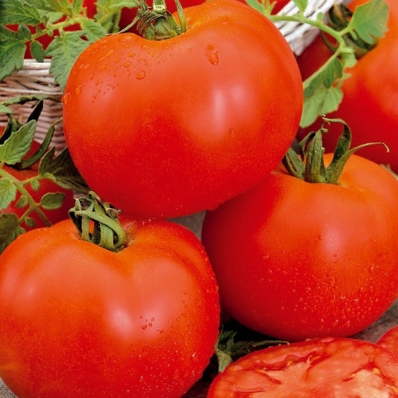 Tomate Bonset F1 - Solanum lycopersicum bonset f1 - Potager