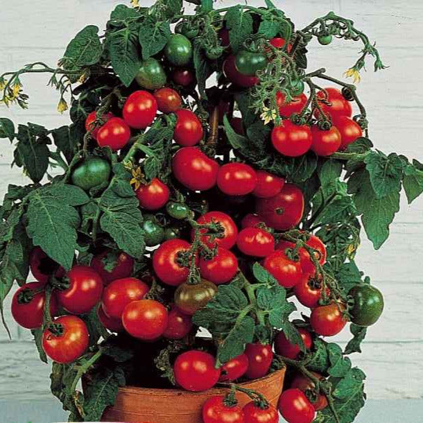 Graines De Tomate Bonsaï - Sachet De 20 Graines, Production 2018 | Variété Naine Décorative
