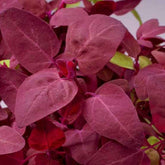 Arroche rouge Red Flash - Atriplex hortensis - Potager