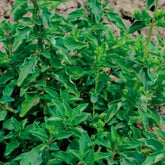 Origan - Marjolaine vivace - Oriaganum heracleoticum - Potager