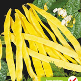 Haricot à rames Goldmarie - Phaseolus vulgaris goldmarie - Potager
