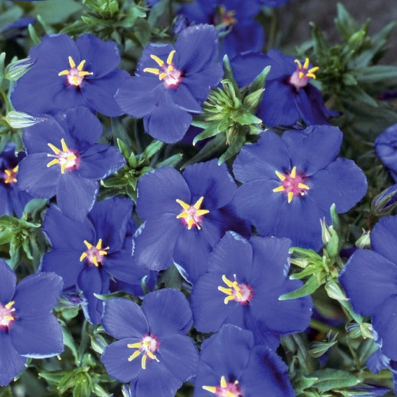 Mouron à grandes fleurs Blue Noon - Anagallis monelli ssp linifolia - Potager