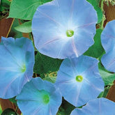 Ipomée à grandes fleurs Heavenly Blue - Ipomoea tricolor heavenly blue - Potager