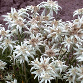 Edelweiss vivace - Leontopodium alpinum - Potager