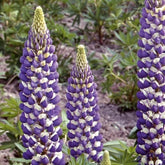 Lupin vivace Russell Hybrids The Governer - Lupinus polyphyllus - Potager