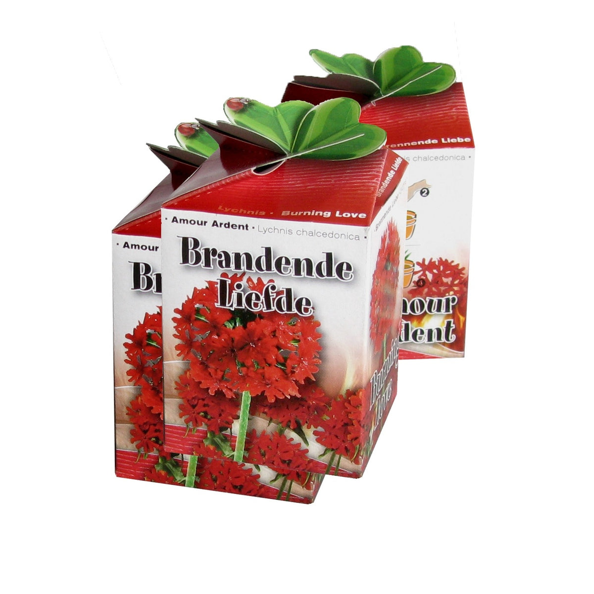 Kit Amour Ardent - Lychnis chalcedonica - Potager
