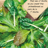 Laitues Asian Salad en mélange - Willemse