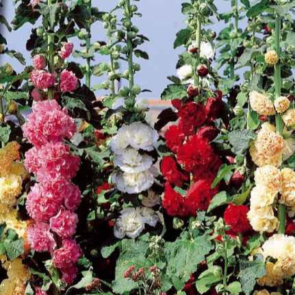Roses trémières doubles Chater's en mélange - Alcea rosea - Potager