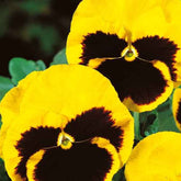 Pensée géante de Suisse Rhinegold - Viola x wittrockiana rhinegold - Potager