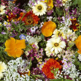 Graines de fleurs d'été en mélange - 6 m² - Potager